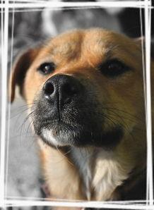 狗日子在线观看,在线观看,温情满满的家庭生活记录 第3张 狗日子在线观看,在线观看,温情满满的家庭生活记录 第3张